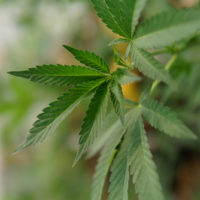 marijuana plant marijuana plant