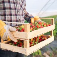 Farmer_Strawberries