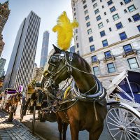 HorseCarriage HorseCarriage